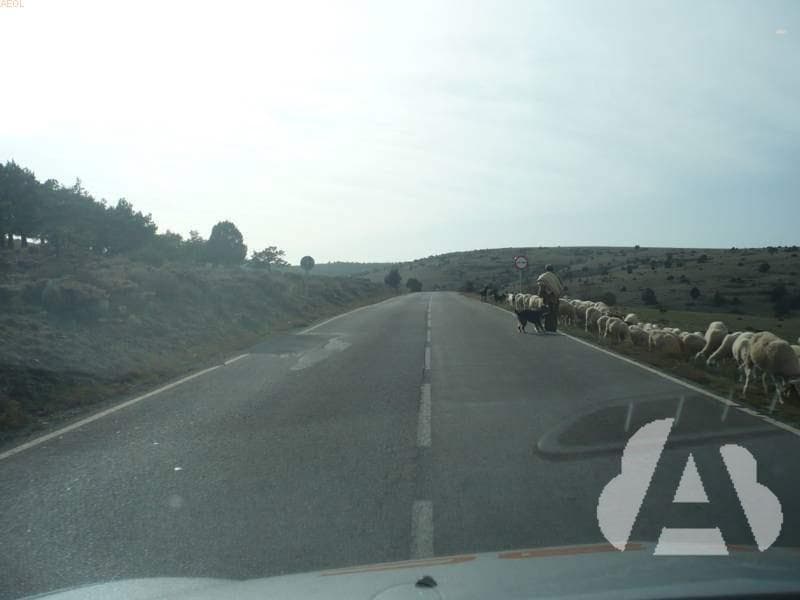 En una carretera convencional, ¿a qué velocidad deben ir los animales…